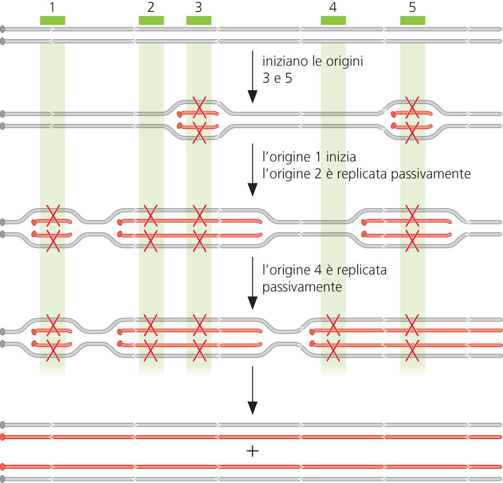 I replicatori vengono inattivati dalla replicazione del DNA EUCARIOTI Le origini sono separate da circa 30 kbp.