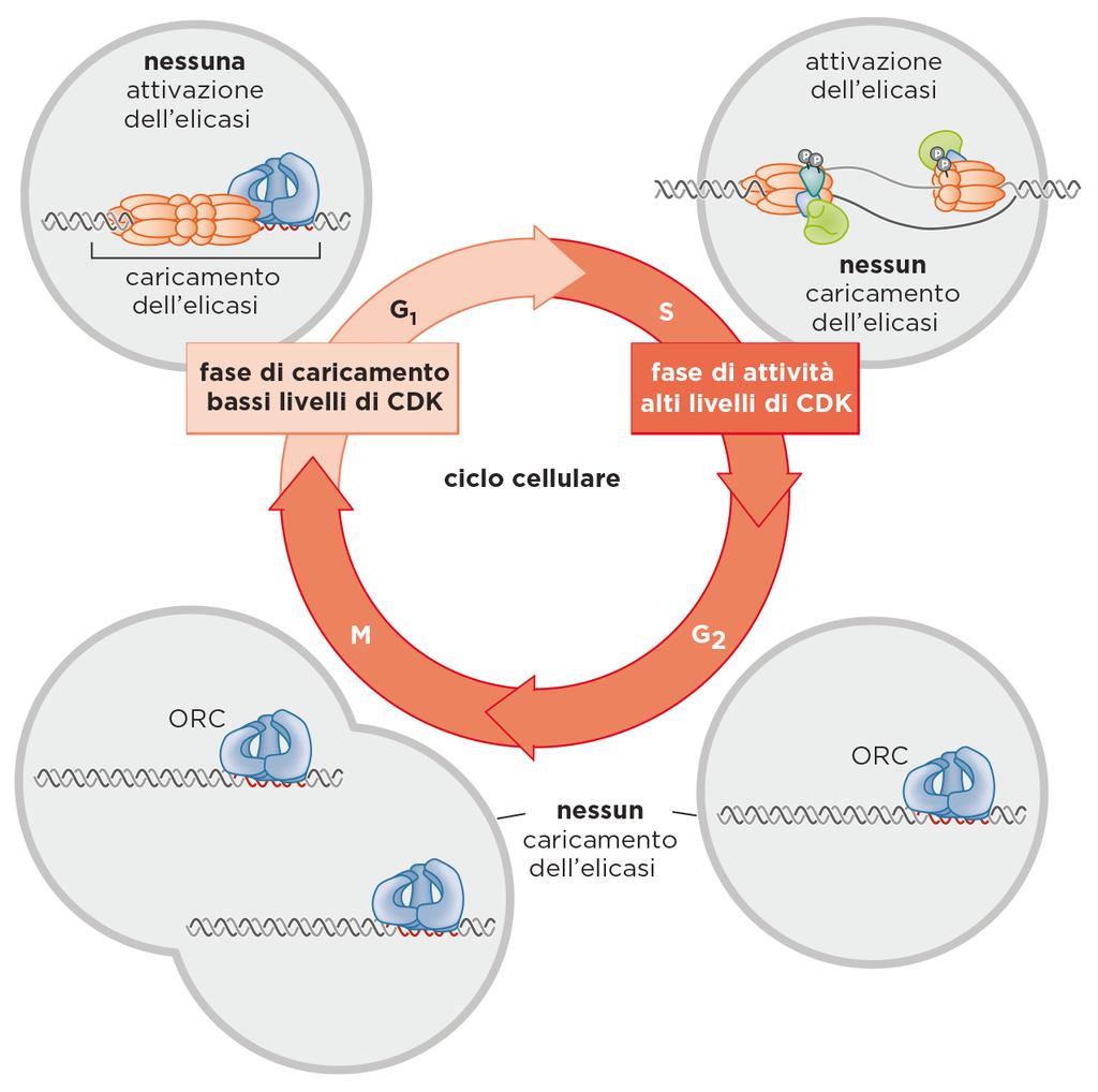 CDK activity regulates the activation