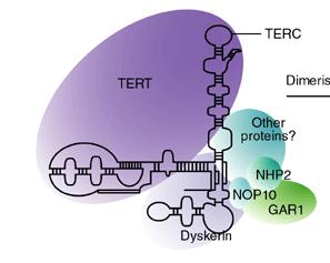 Telomeres are maintained by the reverse transcriptase complex telomerase TERT: protein component TERC: non-coding RNA component Dyskerin, NOP10, NHP2, GAR1 core components improve