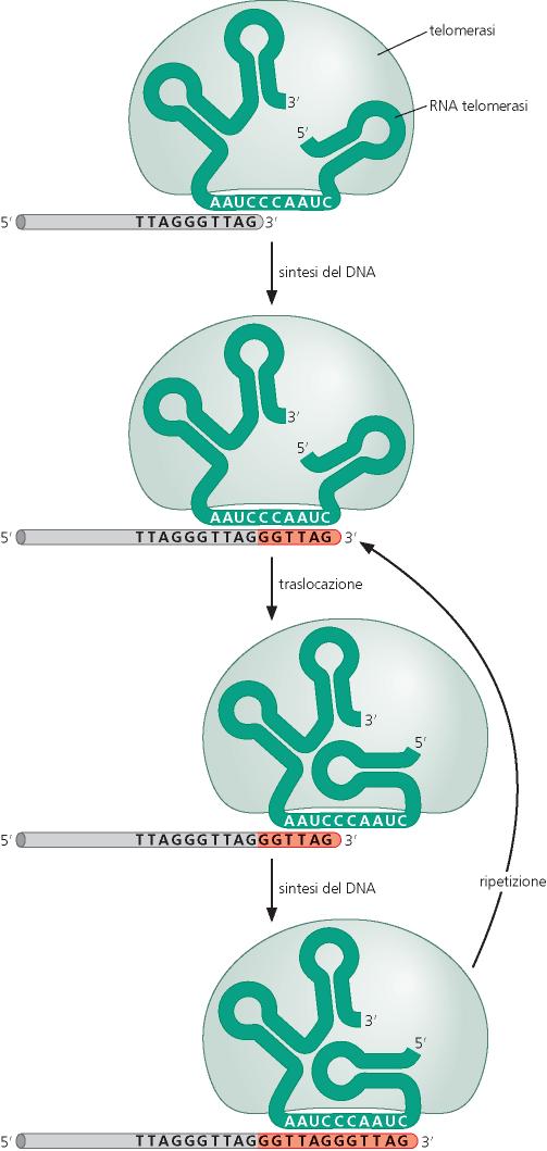 La telomerasi è una DNA pol che non richiede stampo esogeno La TELOMERASI è una DNA polimerasi (RNA-dipendente) (o trascrittasi inversa, o retrotrascrittasi) Si tratta dunque di un enzima in grado di