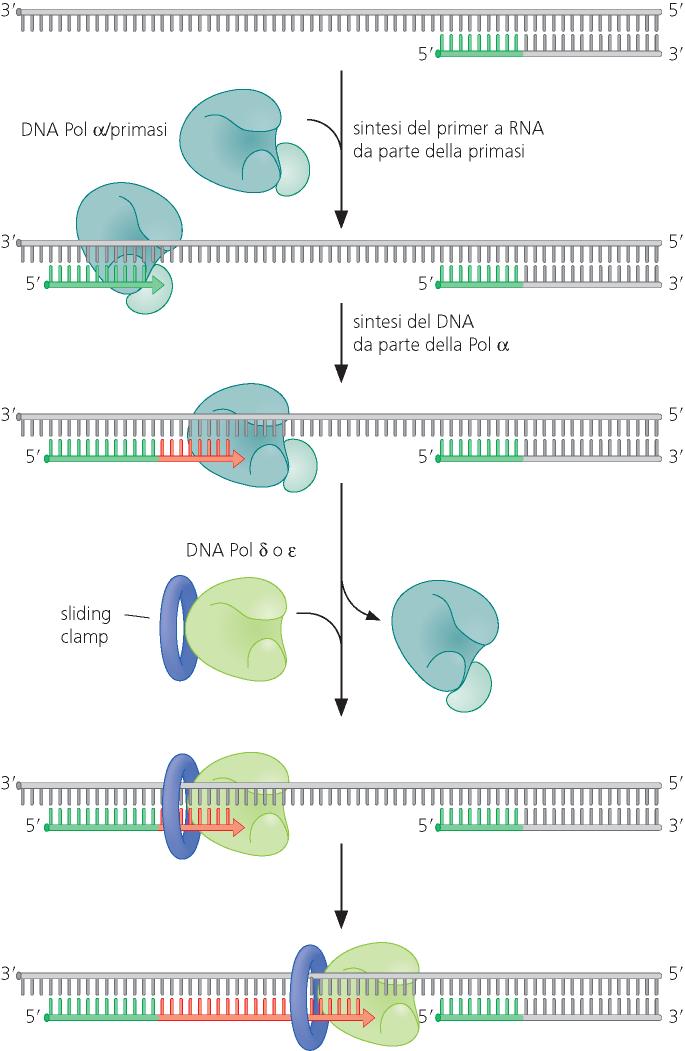 Switching della polimerasi (eucarioti) Subunità Primase: sintesi del RNA primer Subunità Pol alpha sintetiza lentamente DNA