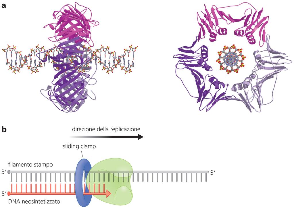 Le proteine che permettono lo scivolamento delle polimerasi (SLIDING CLAMP) aumentano la processività delle DNA pol TRIMER OF Human PROTEIN PCNA Conservate nell evoluzione (virus, pro- eucarioti)