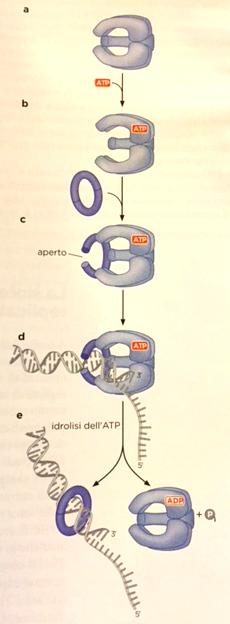 Le proteine che permettono lo scivolamento delle polimerasi (SLIDING CLAMP) aumentano la processività delle DNA pol IN VITRO Caricamento slide clamp: Preseneza di giunzione stampo:innesco àsliding