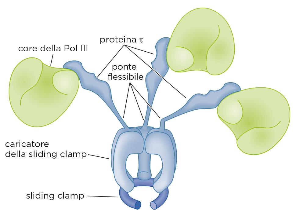 La sintesi del DNA a livello della forca replicativa Model Organism: E.