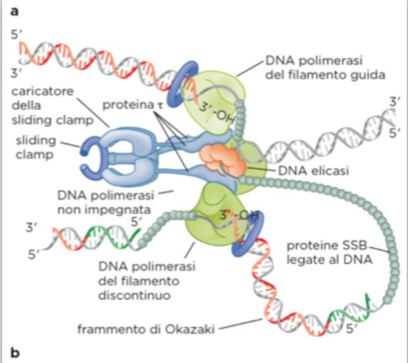 La sintesi del DNA a livello della forca replicativa Model Organism: E.