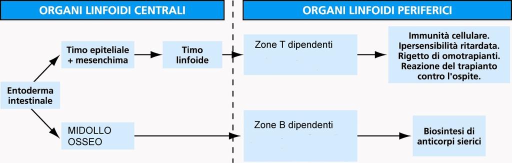 Sedi di distribuzione dei linfociti per mezzo del sangue e della linfa i linfociti migrano nel