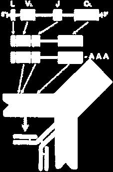 Il prodotto di due geni chiamati RAG1 e RAG2 (Recombination Activating Gene) sono la componente enzimatica specificatamente espressa nei linfociti immaturi.