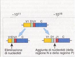 Diversità giunzionale Una ulteriore diversità deriva dal fatto che gli eventi di giunzione sono imprecisi.