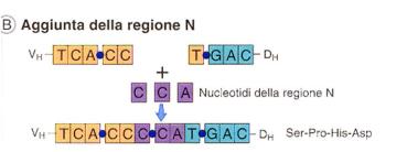 Ipermutazione somatica: sostituzione di singoli nucleotidi nelle unità V-J e V-D-J Nucleotidi P: aggiunta di nucletidi ad opera degli enzimi di riparazione Lo stesso complesso enzimatico RAG, nel