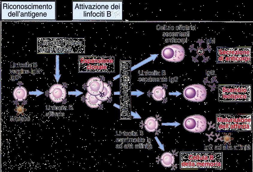Aspetti Generali delle Risposte Immunitarie Umorali I linfociti B vergini esprimono simultaneamente sulla loro