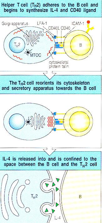 Il linfocita B specifico per l antigene presenta MHC di classe II che espone il peptide proveniente dall antigene che è riconosciuto dal TCR del Th Th produce citochine quali IL-4, IL-5, IL-6 che