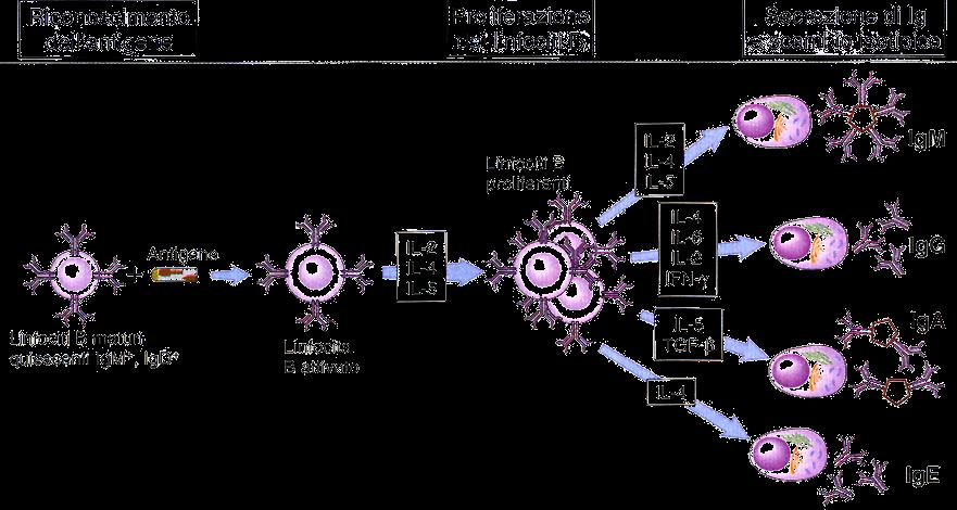 Scambio di Classe della Catena Pesante (o dell isotipo) I linfociti T helper stimolano la progenie dei linfociti B esprimenti IgM e IgD a produrre anticorpi di classe (isotipo) diversa Le
