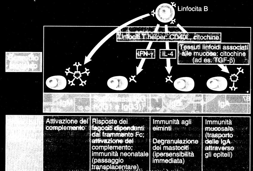 alcune di queste classi; tutti gli isotipi possono