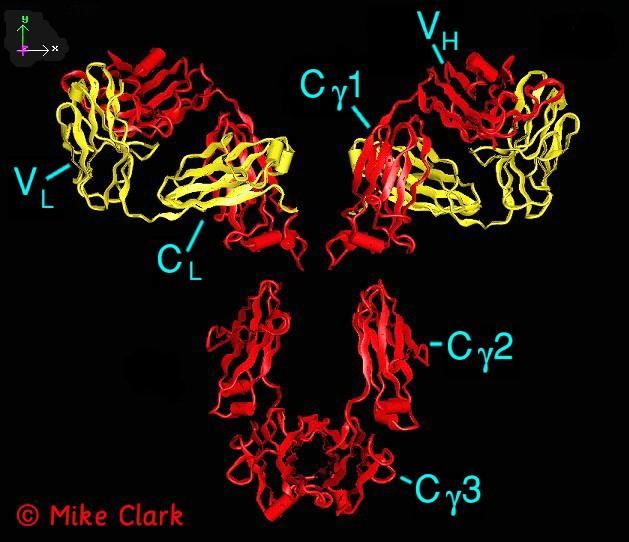 Struttura cristallina di una molecola di anticorpo: catene pesanti (ROSSE) e le catene leggere (GIALLE).