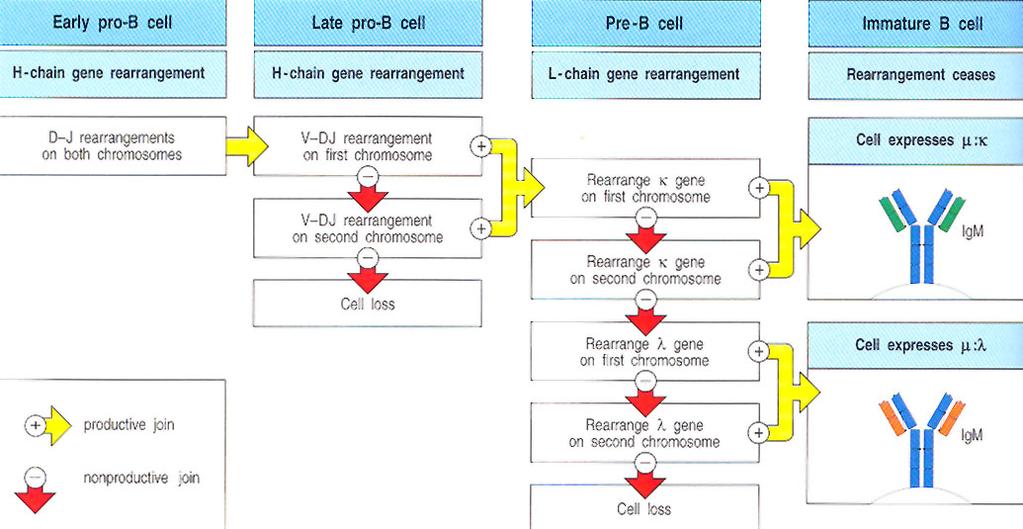 La traduzione dell mrna maturo porta ad una catena µ funzionante (nel linfocita pre-b), e blocca il riarrangiamento del locus della catena pesante sull altro cromosoma: esclusione allelica.