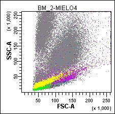 Differenziazione eritroide Combinazione MoAb FITC
