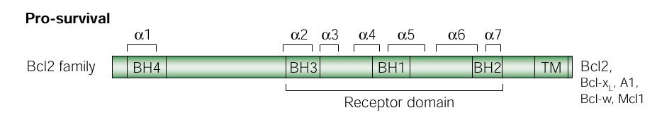 Il segnalamento apoptotico La famiglia delle proteine Bcl-2 Pro-Sopravvivenza Famiglia Bcl2 Pro-Apoptosi Famiglia Bax ( formatori di canali/pori