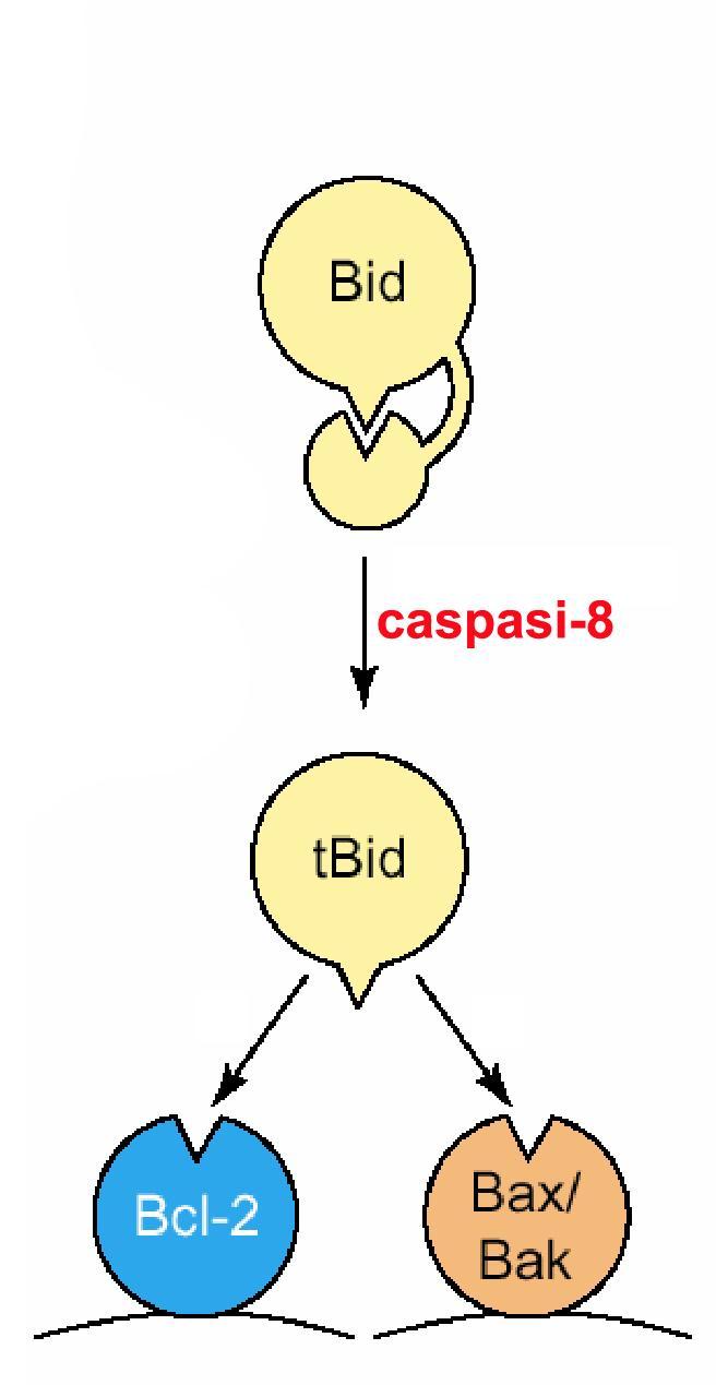 Bad, Bim and Bid sono mantenute inattive in