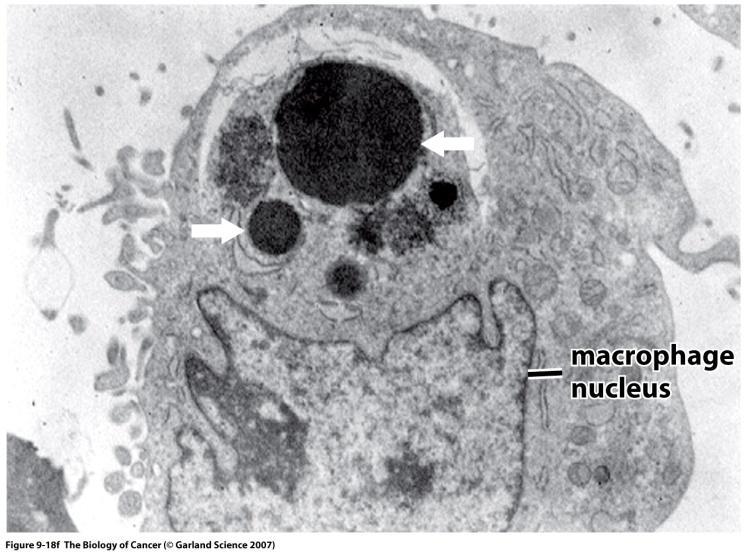 Weinberg Fig 9.