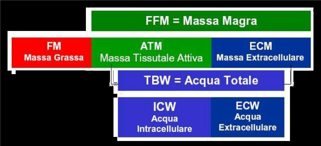 riduce il BCM (tende a ridursi con l aumentare dell età