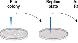 PCR su Colonia - Si preleva qualche cellula da ogni singola colonia, la si