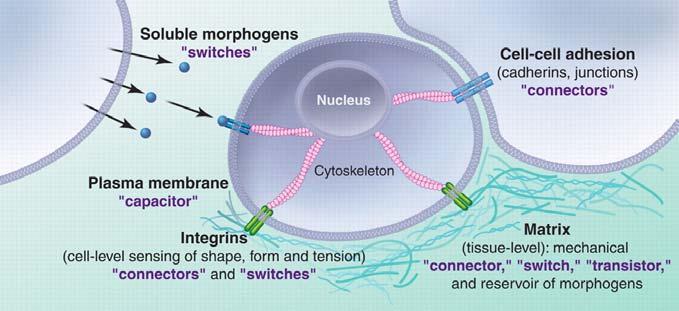 All interno delle cellule I microtubuli costituiscono le strutture di compressione, mentre l actina, strettamente associata ai filamenti di miosina, forma le strutture di tensione.