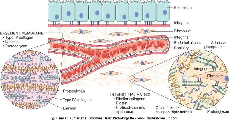 Matrice extracellulare, introduzione [1] Nonostante la MEC sia composta soltanto da cinque classi di macromolecole collageni, elastina, acido