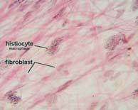 specializzati Cellule epiteliali e fibroblasti: lamina basale Matrice