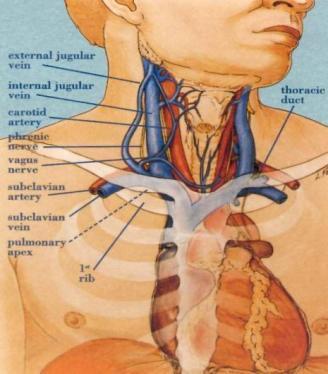 neonates and in small children the