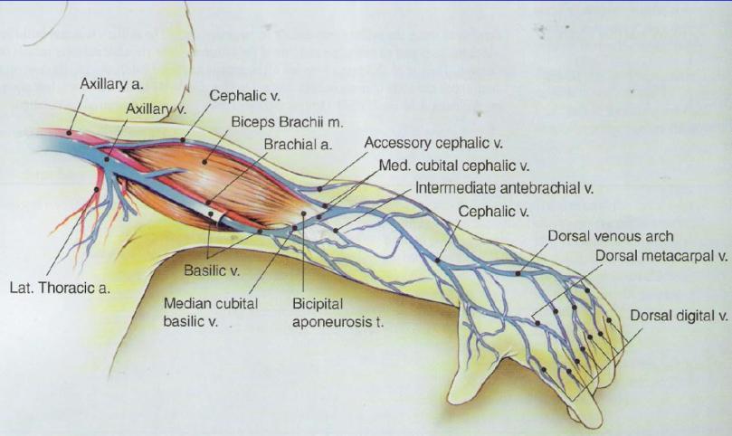 Neonato