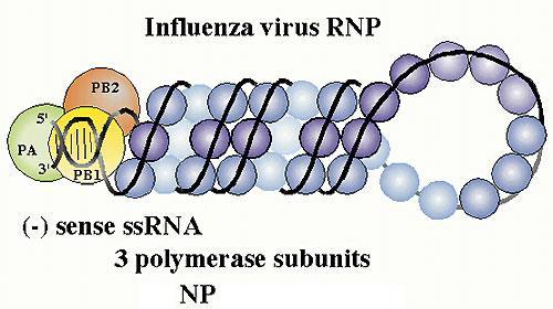 Complesso trascrittasico La proteina nucleocapsidica NP è costituita da un unico polipeptide