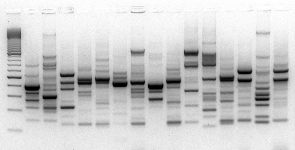 Identificazione dei clostridi isolati Isolamento di colonie a differente morfologia Estrazione del DNA Fingerprinting del
