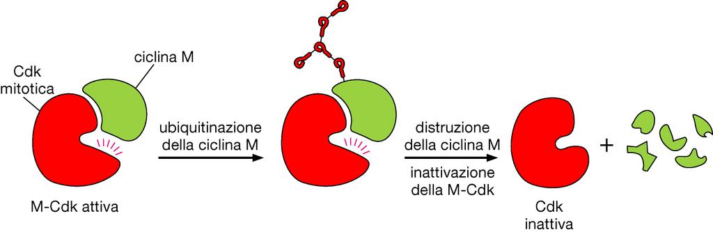 L attività delle Cdk è controllata tramite la degradazione della ciclina La concentrazione di una proteina in generale nella cellula dipende da: Trascrizione del gene che la codifica Velocità di