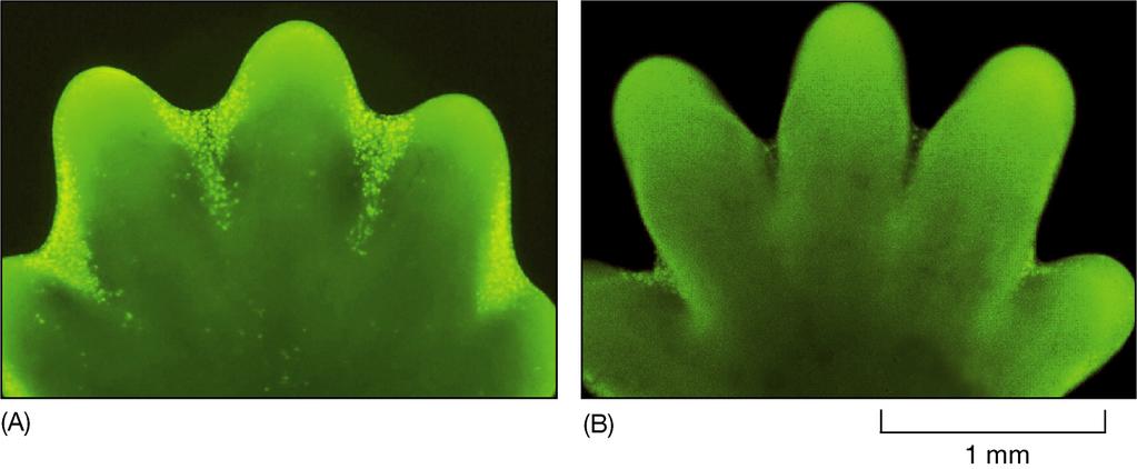 L apoptosi: morte cellulare programmata Nel