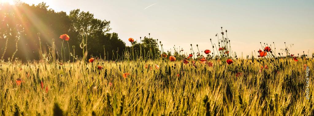 SCADENZE DEL MESE DI AGOSTO 2015 CONTENZIOSO Da sabato 1 Sospensione feriale dei termini A decorrere dal 2015 la sospensione feriale dei termini è fissata dal 01 al 31 di ogni anno Compilazione