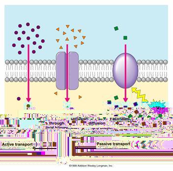(polarità e carica) ADP TRASPORTO ATTIVO molecole polari cariche 1) Diffusione semplice Diffusione = spostamento determinato dalla tendenza naturale delle
