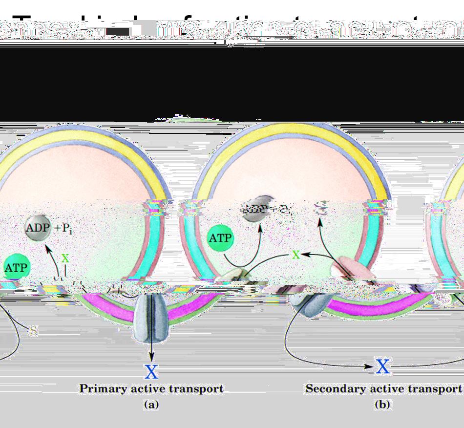 attivo primario Due tipi di trasporto attivo 2) trasporto attivo secondario ATP