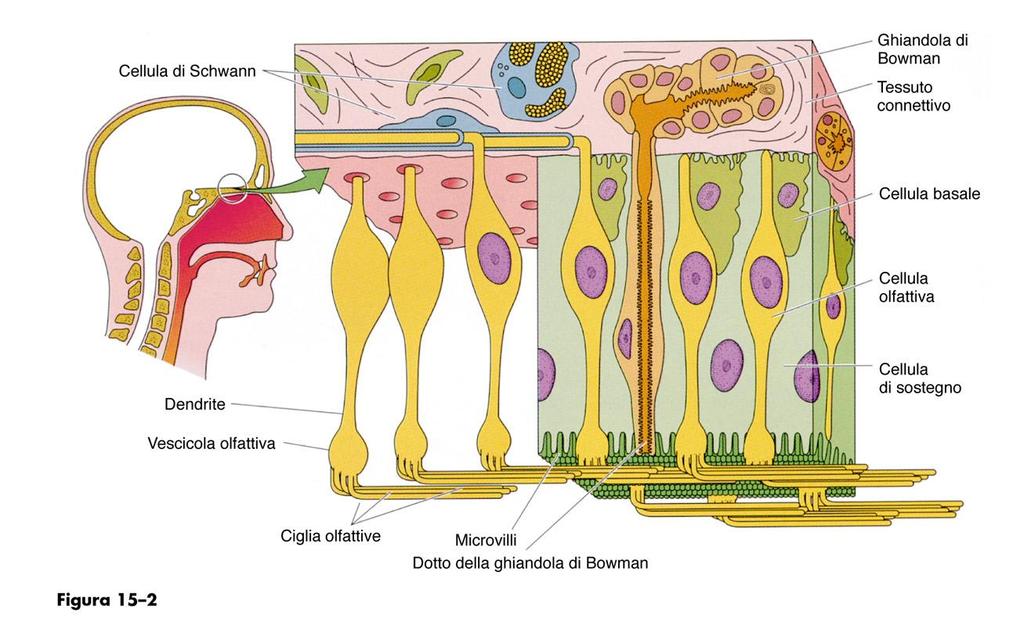 Regione olfattiva: epitelio