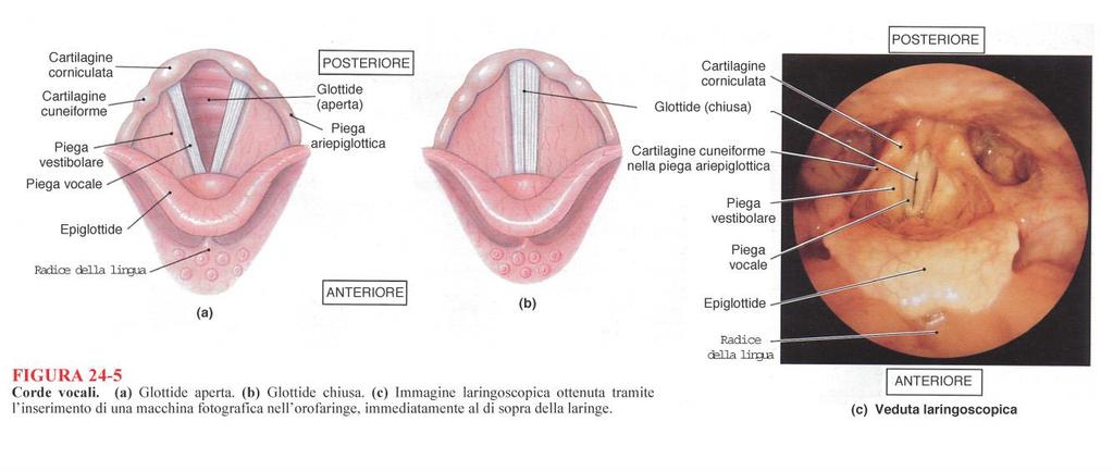 La stretta fessura compresa fra le pieghe vocali (sporgono più internamente verso il lume) a forma di V è detta rima della glottide (Glottide è l insieme piega vocale + fessura) e rappresenta il