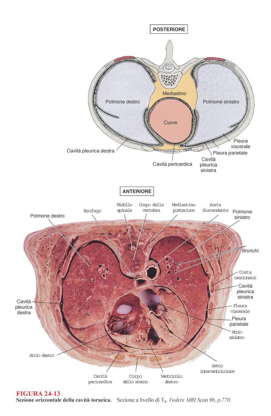 - situati nelle cavità pleuriche - Separate dal mediastino -rivestiti dalle pleure: membrane sierose -Pleura parietale (riveste sup interna gabbia toracica,