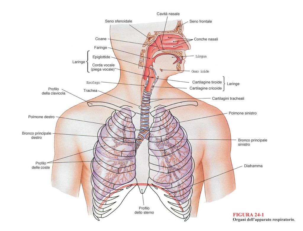 Vie aerifere/respiratorie: organi cavi (Proprietà di conduzione è dovuta