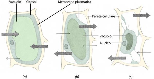 Comportamento della cellula vegetale in ambienti a