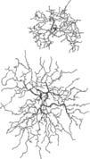 vie visive Dorsal (parietal) pathway MT Ventral (temporal) pathway Color Depth Thick stripe Direction Thin stripe Interstripe Orientation Complex form From interblobs V4 II V2 From blobs Dorsal