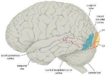 Parietal lobe Dorsal