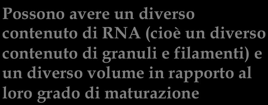 granuli e filamenti) e un