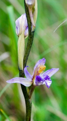 ETIMOLOGIA: il nome scientifico di questa orchidea è Limodorum abortivus.