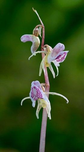 EPIPOGIO orchidea piramidale LISTERA ETIMOLOGIA: Il nome del genere deriva dal greco epi, quindi sopra, e pogon, cioè barba, probabilmente in riferimento alla caratteristica della pianta di avere il