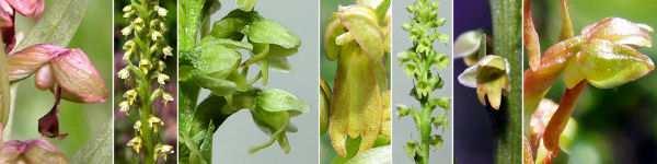 ) Platanthera bifolia (L.) Rich.