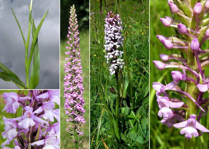 base (lente!) Anacamptis pyramidalis (L.