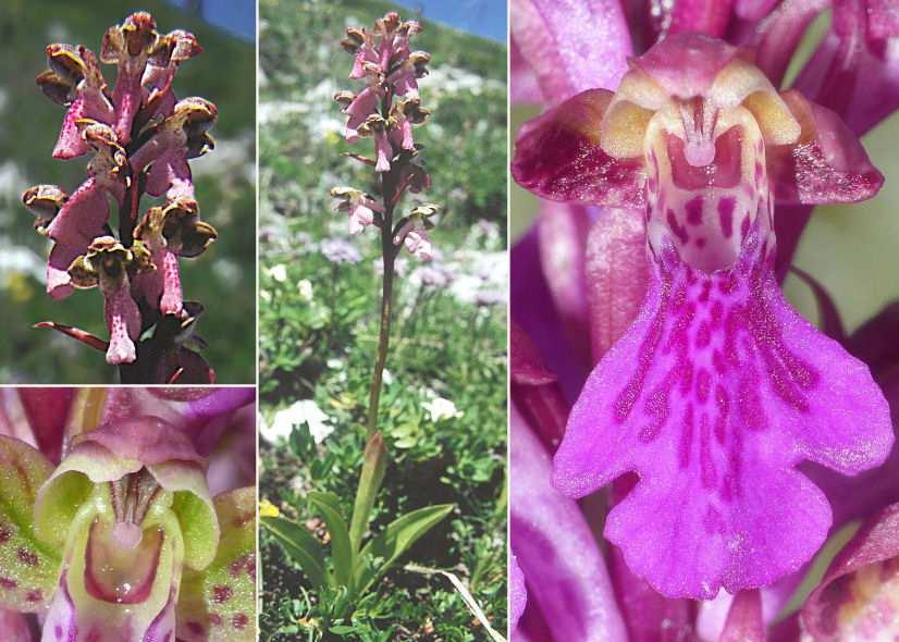 29 29 Tepali esterni verdastri almeno sul lato interno Orchis